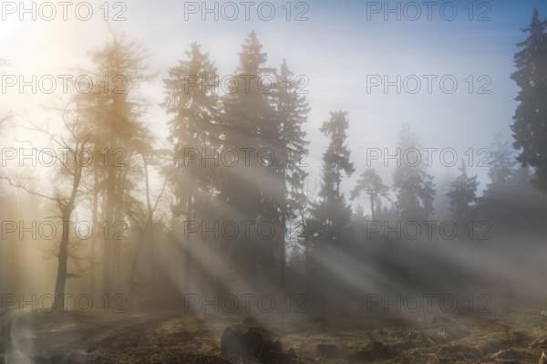 The morning sun's rays of light penetrate the mist in a forest