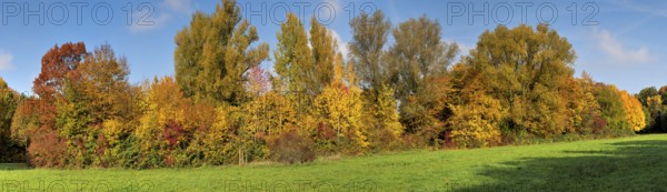 Trees and treetops of an autumnal, deserted, idyllic deciduous forest with meadow in the warm afternoon light of the sun, Frankfurt am Main, Germany