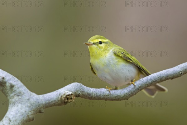Wood warbler, (Phylloscopus sibilatrix), animals, birds, songbirds, perch, biotope, habitat, foraging, deciduous warbler family, Neustadt an der Weinstrass district, Rhineland-Palatinate, Germany