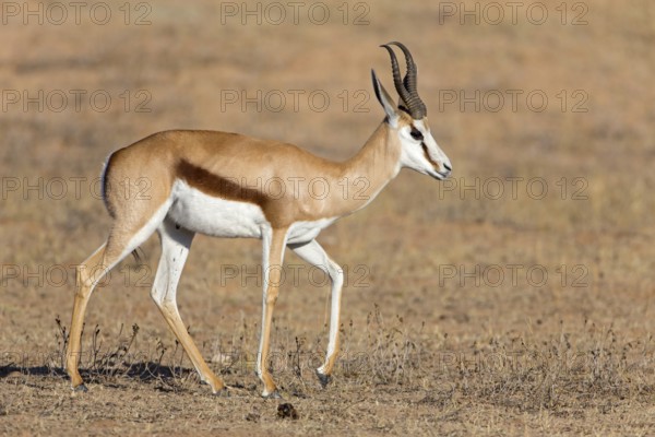 Springbok, Springbok, (Antidorcas marsupialis), animals, mammals, group of gazelle-like animals, African antelope, biotope, habitat, foraging, Auob Riverbed, Mata Mata, Northern Cape / Kgalagadi Transf, South Africa