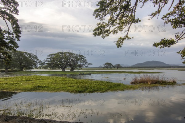 Landscape photography in a subtropical climate. Lagoon or marshland at a lake, evening shot at Kiriibban Wewa in the south of Sri Lanka