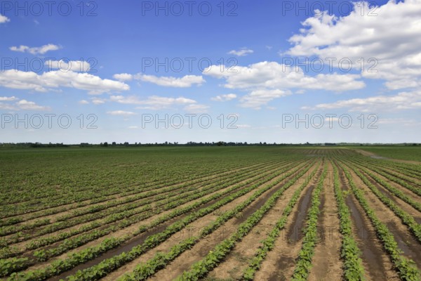 Young green soy plants with large leaves grow in the field
