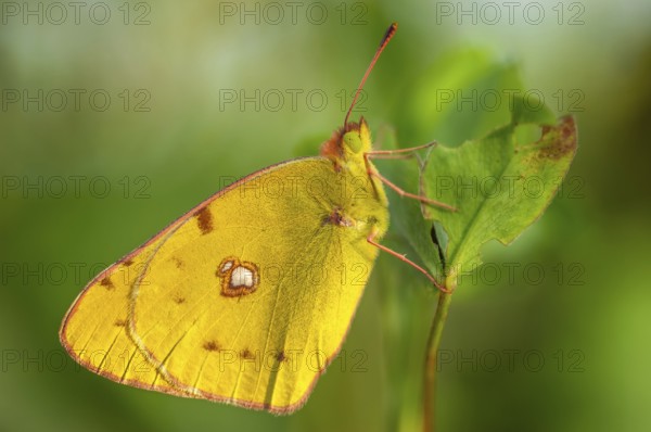 Clouded Yellow butterfly (Colias crocea) resting in the grass. Bas-Rhin, Collectivite europeenne d'Alsace, Grand Est, France