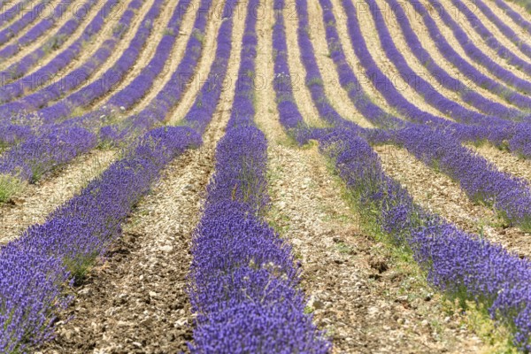 Lavender fields in bloom in Provence. Valensole Plateau (Alpes-de-Haute-Provence) Pays de Sault (Vaucluse) Luberon (Vaucluse) Drôme Provençale (Drôme)