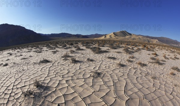 Dawn in Death Valley. Dry brush on white cracked soil. Rhotograph Fisheye lens
