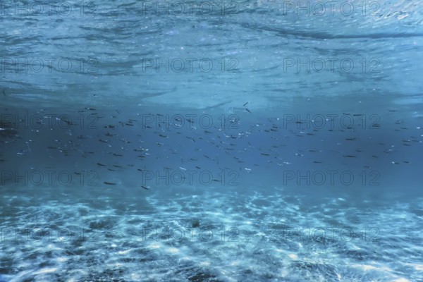 Fish School Underwater, sandy sea bottom underwater background