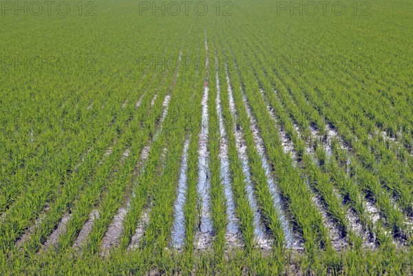 Rice field, rice cultivation