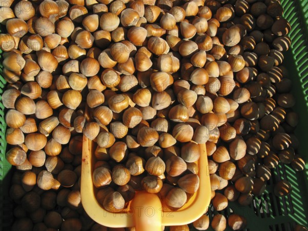 Hazelnuts