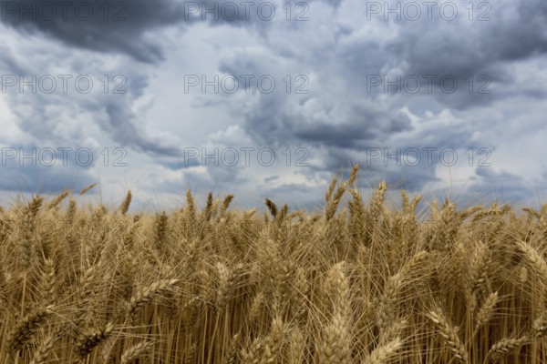 Summer wheat field and Storm clouds