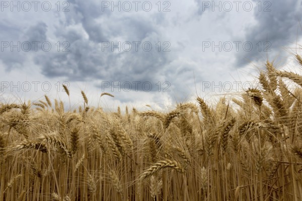 Summer wheat field and Storm clouds