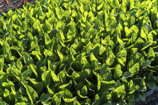 Large quantities of plants from one nursery