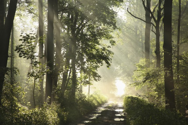 Dirt road among maple trees after rainfall on a foggy spring morning