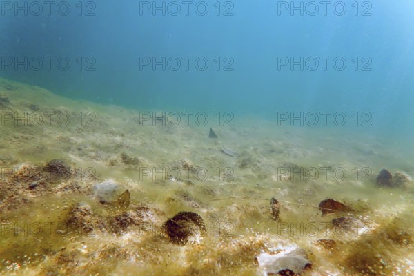 Underwater freshwater flora rivers, lakes, pond
