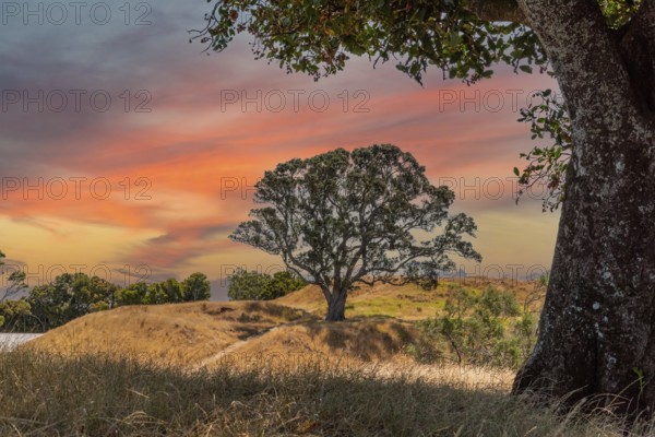 Scenic tree in One Tree Hill Park in Auckland, New Zealand