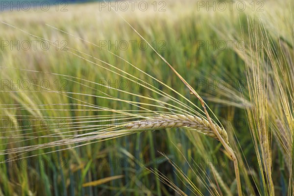 Wheat field. Golden ears of wheat on the field. Background of ripening ears of meadow wheat field. Rich harvest Concept