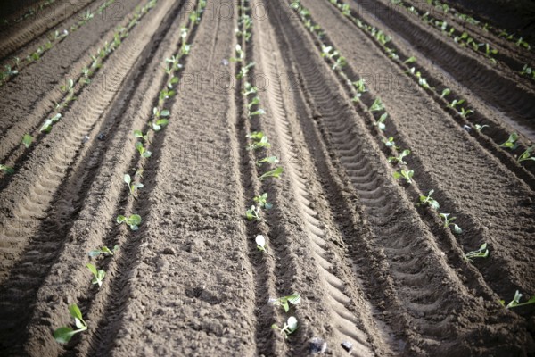 The fresh furrows of a freshly ploughed field in spring with freshly planted white cabbage seedlings