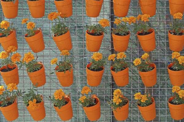 Orange flower pots hanging at wire mesh repetition