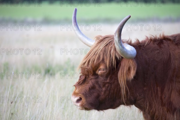 Red Galloway cattle