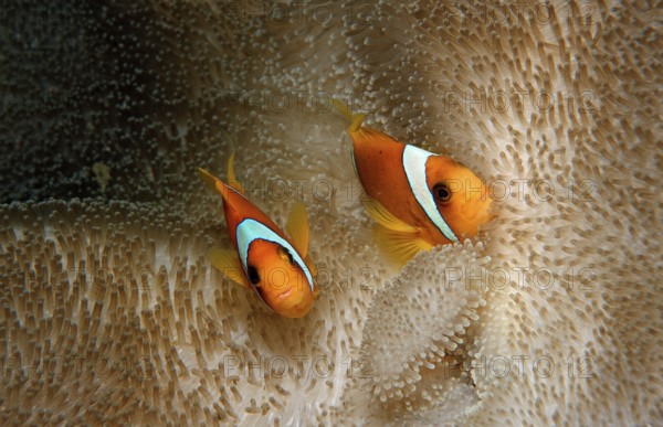 Two Red Sea Anemonefish, Amphiprion bicinctus, Djibouti, Djibouti, Africa, Afar Triangle, Gulf of Aden, Gulf of Tadjourah
