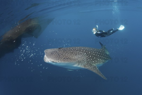 Whale shark and snorkeller, Rhincodon typus, Cenderawasih Bay, West Papua, Indonesia