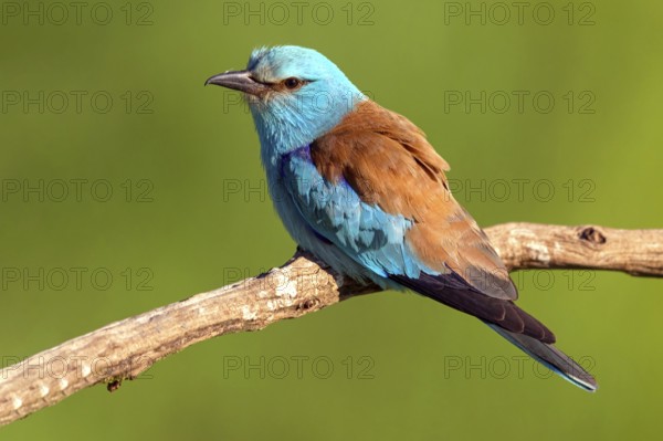 European roller (Coracias garrulus), on perch, Tower Hide, Tiszaalpár, Kiskunsági National Park, Bács-Kiskun, Hungary
