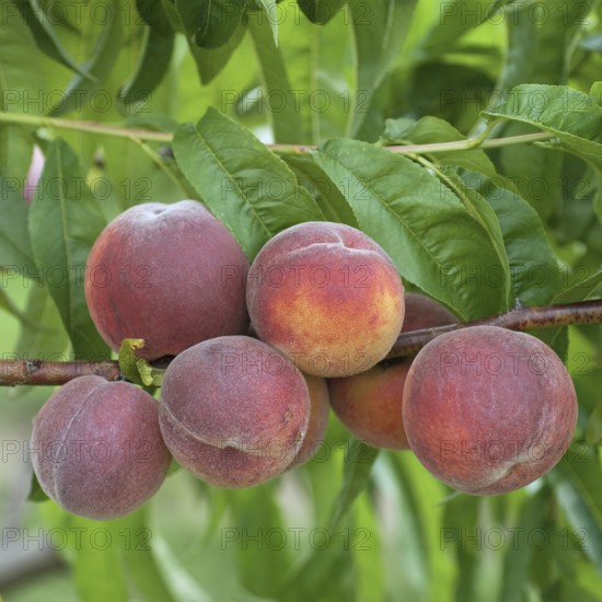 Peach (Prunus persica 'Triumph'), Marquardt, Brandenburg, Germany