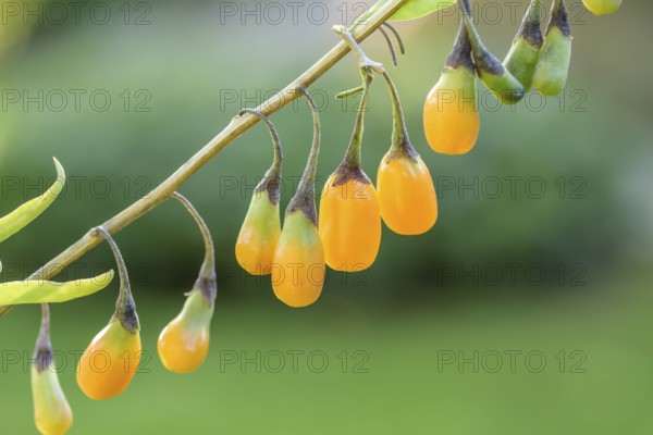 Goji berry (Lycium barbarum AMBER SWEET), BS Sämann, Bautzen, Saxony, Germany