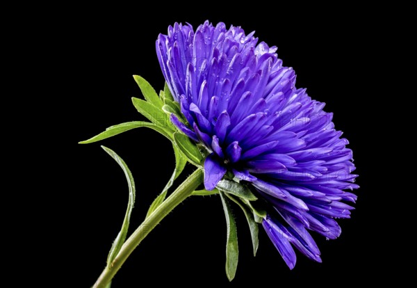 Blooming violet aster Lady Coral isolated on a black background. Flower head close-up, Odessa, Ukraine