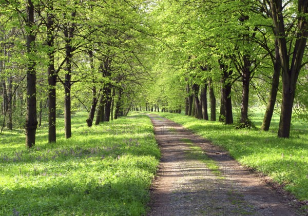 Spring alley