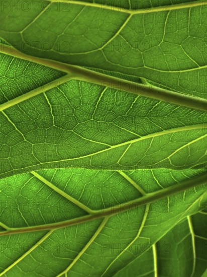 Green leaves