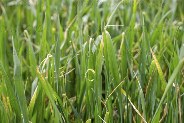 Dried wheat leaf tips, winter wheat disease from herbicide application and low temperatures