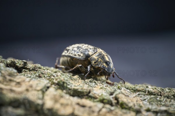 Rare Walker, Polyphylla fullo, on the bark of a tree
