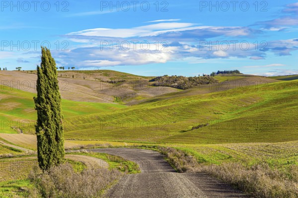 Dirt road among green grassy hills. Magnificent cypress alley. The beauty of the province of Tuscany. Sunny day at the beginning of winter. Italy