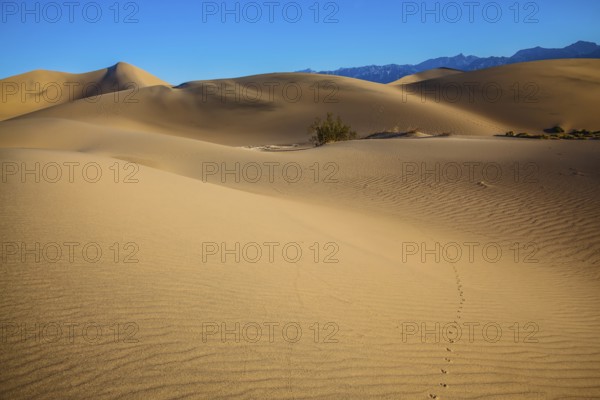 Hot autumn in Death Valley, California. Hot and windy morning in the desert. The soft curves of yellow sand dunes