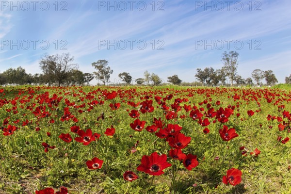 Early spring in Israel. Kibbutz Beeri in the south of the country, on the border with the Gaza Strip. Red anemones stand out beautifully in the grass