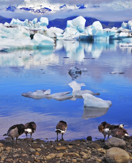 Floes floating in the ocean, and polar birds on the shore of the lagoon are reflected in the ocean. Jökulsárlón Glacial Lagoon in Iceland