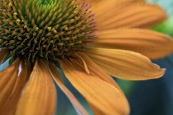 Echinacea purpurea, orange strain, part of the flowerhead