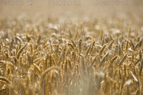 Sunny wheat field with many ripe golden ears, Coxhill, Shepherdswell, Dover, Kent, Great Britain