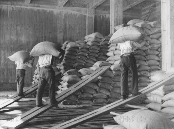 Workers at the docks. Men unloading and storing sacks of coffee at a warehouse in Gothenburg Sweden in the 1940s