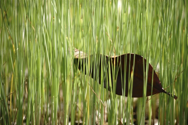 A row of plant stems of the dwarf bulrush protrudes from the boggy water surface with a tangled leaf between the greenery