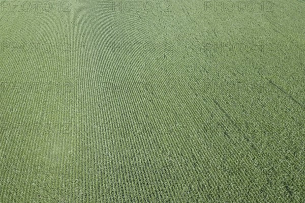 Green corn field Aerial, Corn field Aerial