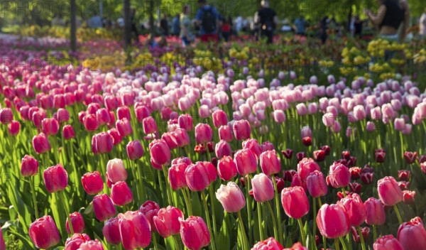 Green Plants : flowers and bushes, Central Gorky Park In Moscow -Downtown, Russian capital