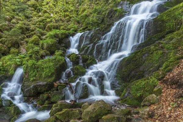Fresh and beautiful waterfalls in a mountain torrent in spring. La Serva, Champ du feu, Vosges, Alsace, France