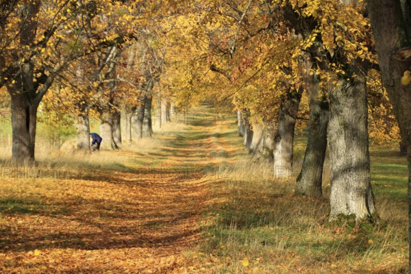 View through the avenue of lime trees on Friedenshöhe in Flacht