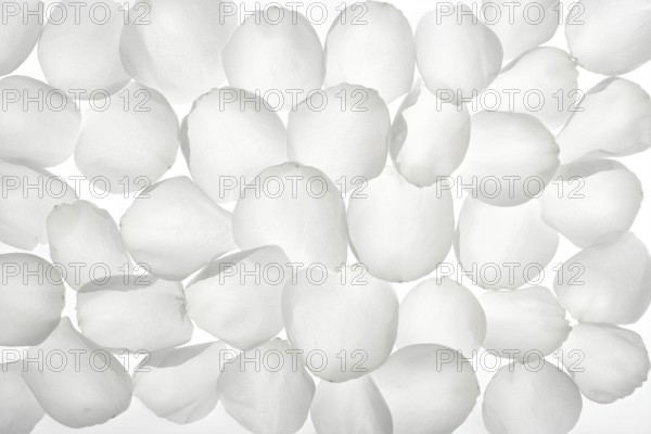 White rose transparent petals, wallpaper pattern flower texture background