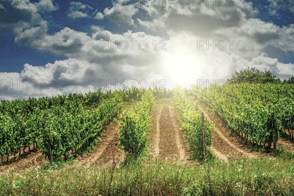 Vine plantations in Toscana, Italy