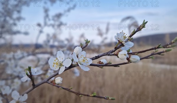 Closeup blooming tree twig adorned with white blossoms against a blurred background of tall reed vegetation near the lake. Vibrant spring beauty emphasizing nature renewal