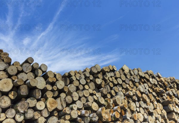 Large quantity of cut and stacked pine timber waiting to be transported, prepared for winter felled by the logging timber industry