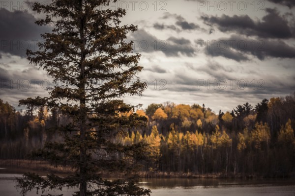 A tall tree by a serene lake with colorful autumn forests under a cloudy sky in the Ottawa River Valley of Ontario, Canada, North America