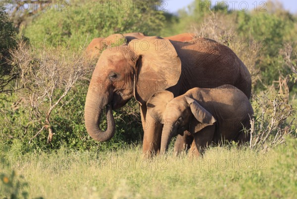 Elephants with red skin because of dust in Tsavo East National Park, Kenya